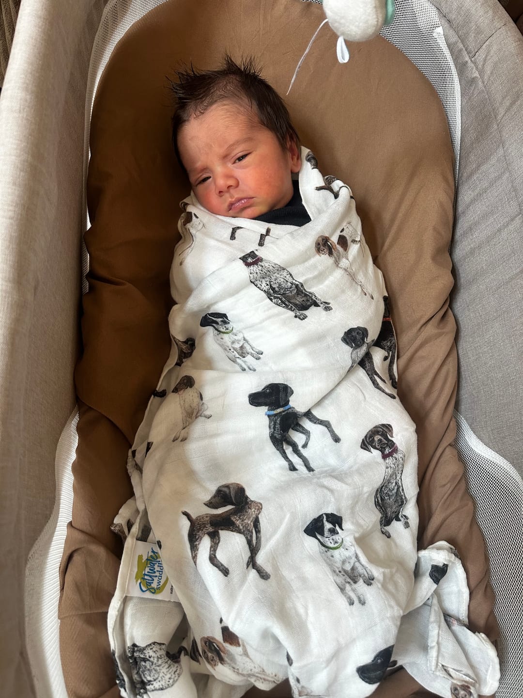 Customer photo review of German Shorthaired Pointer - Swaddle