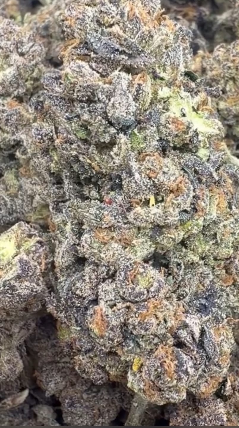 Customer photo review of Butter Pina Mediums - Bulk Mediums - Indica