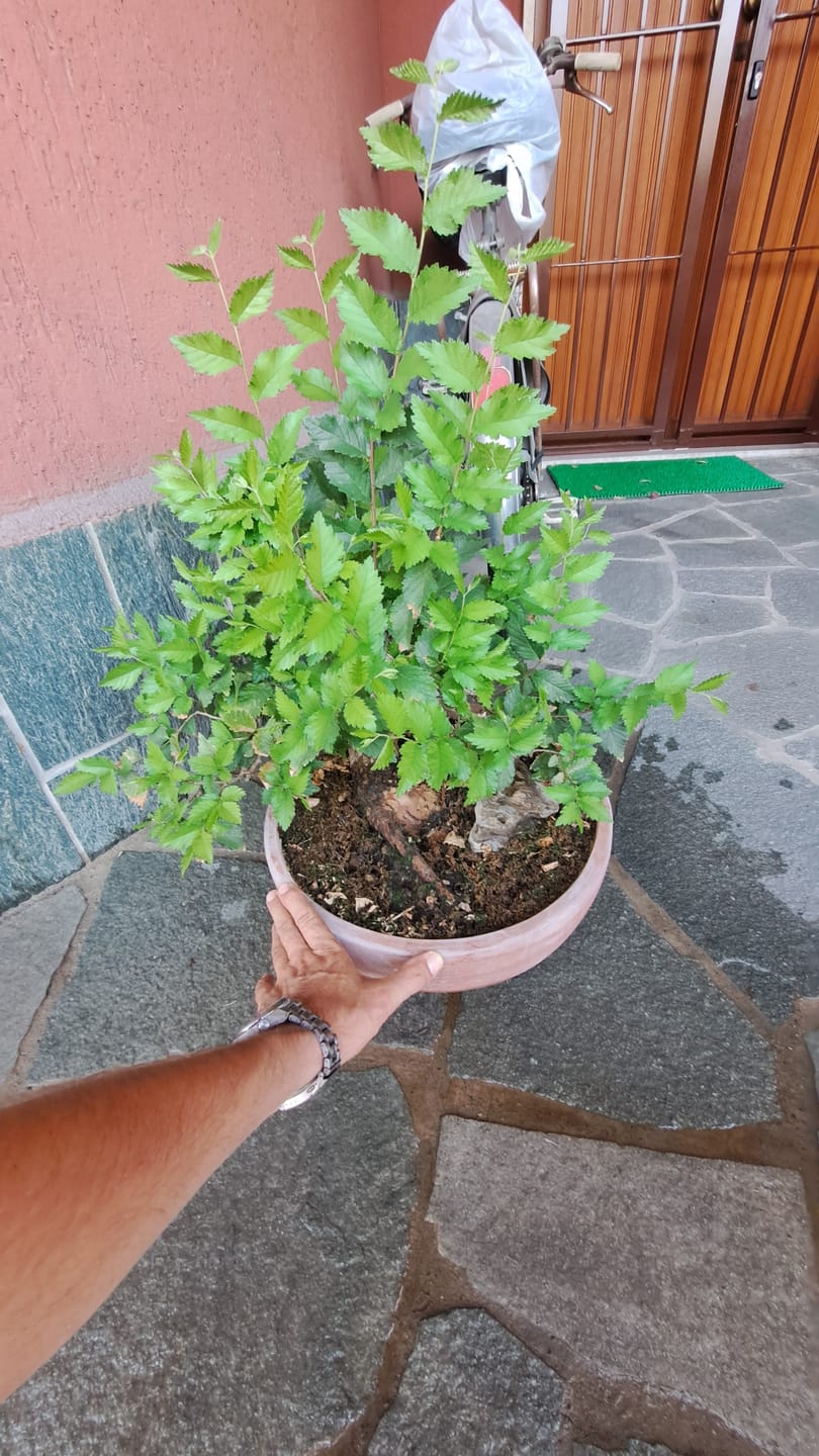 Customer photo review of TOTAL PROTECT CB® (AFIDI, COCCINIGLIA, RAGNETTO ROSSO, MAL BIANCO)