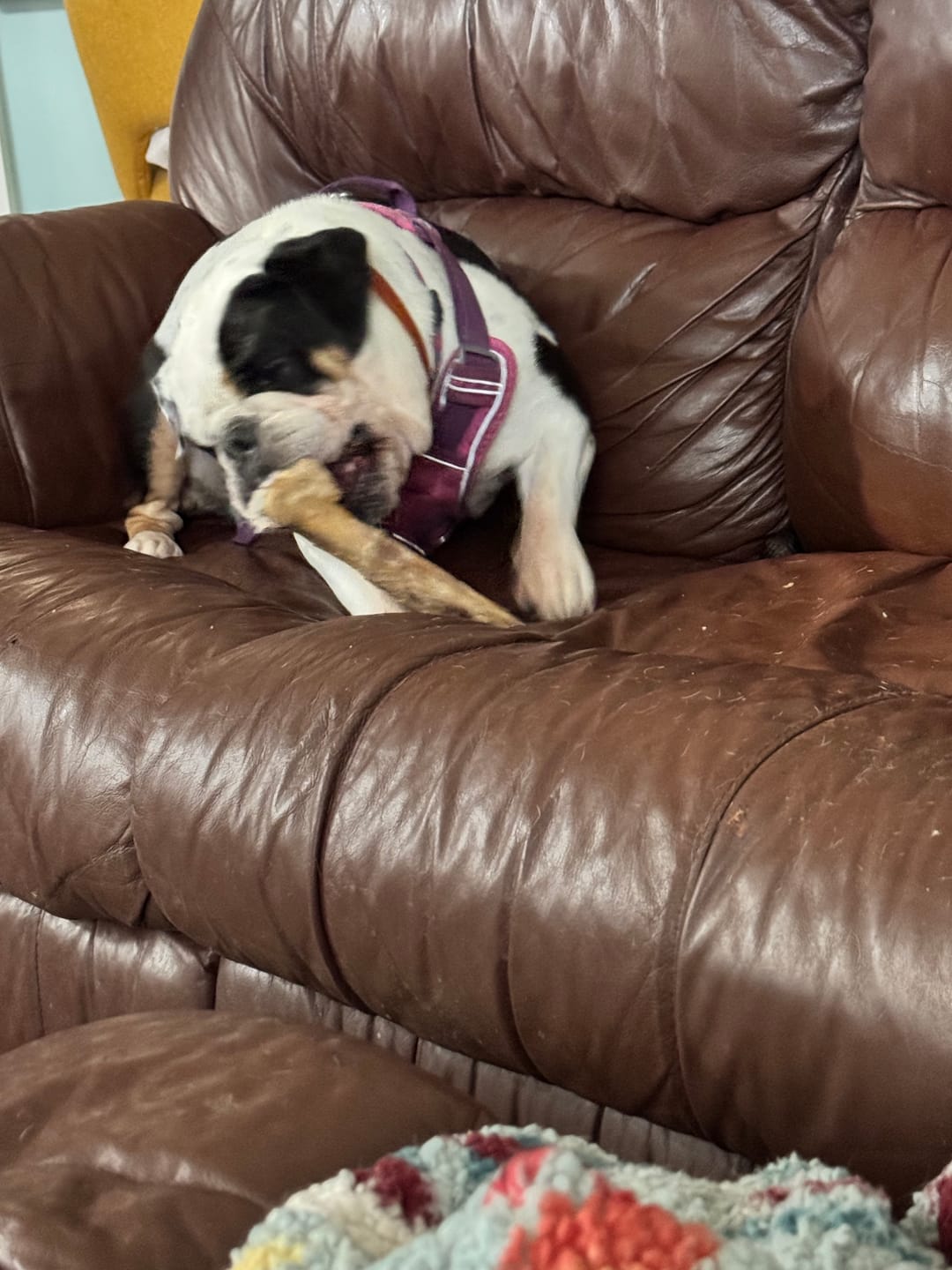 Customer photo review of Medium Ostrich Cane (10" x 3"): The Long-Lasting, Flavor-Packed Chew for Medium & Large Dogs