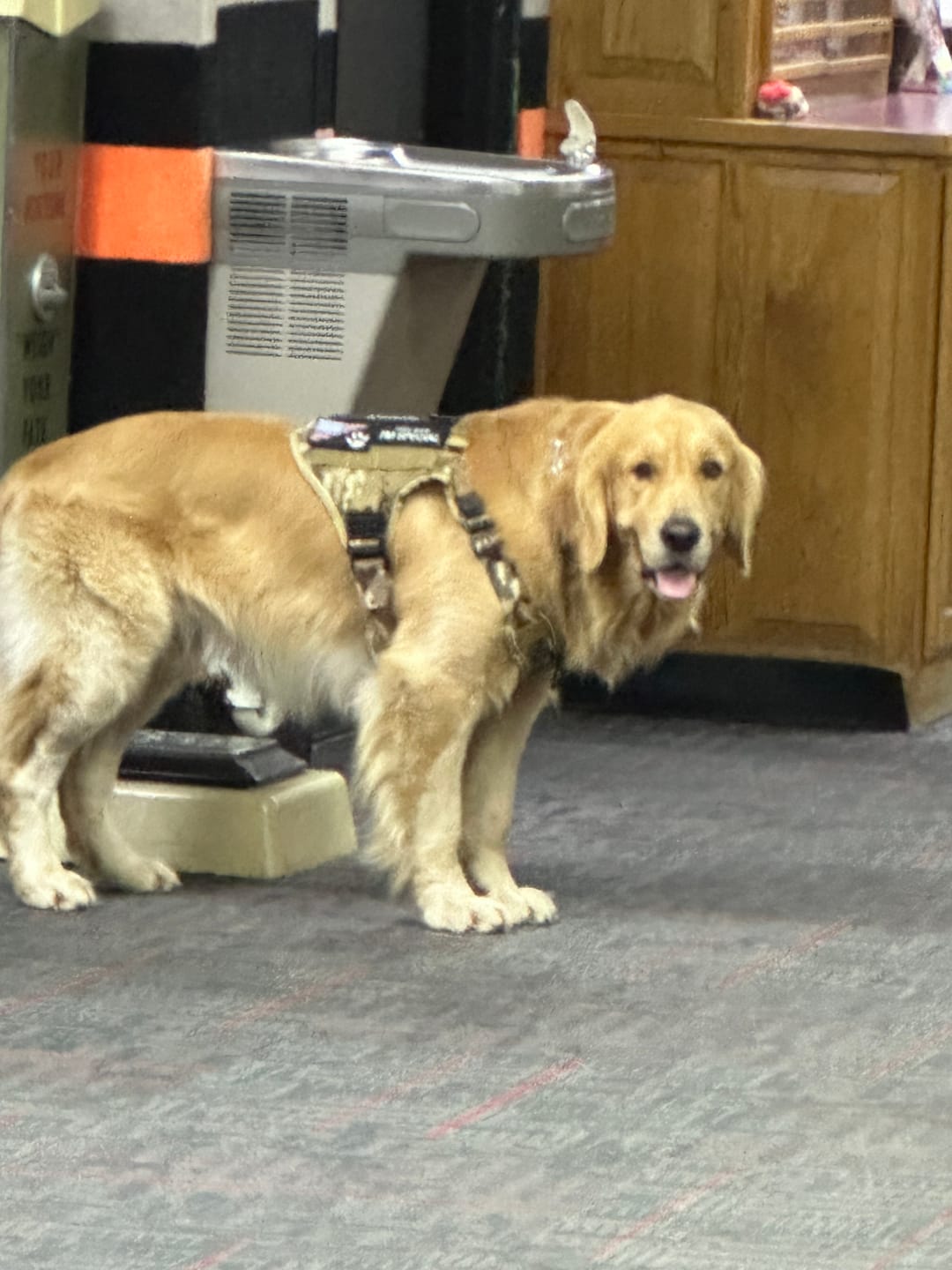 Customer photo review of Team K9® Custom Harness Patch (Printed Pair)