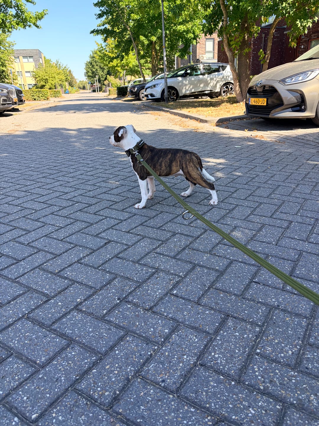 Customer photo review of 2.5cm Combat® Collar | With Handle & Secure Clip - Khaki