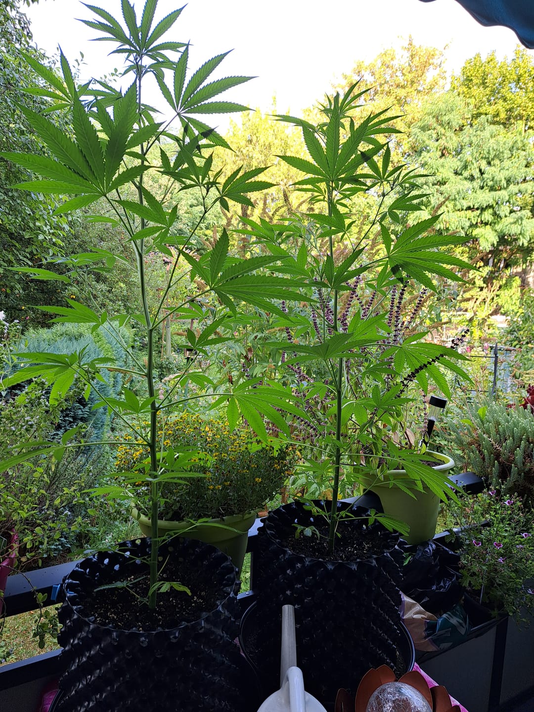 Customer photo review of Hanfstecklinge | Blackberry Moonrock