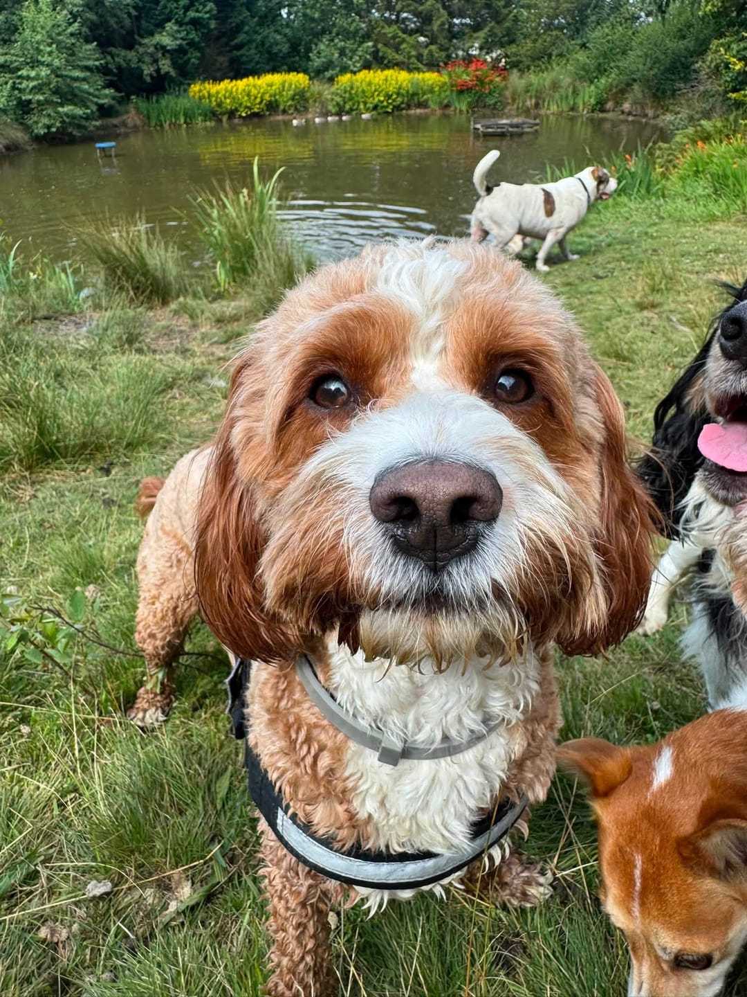 Customer photo review of BIO-COLLAR™ - 8 Months Natural Flea & Tick Protection
