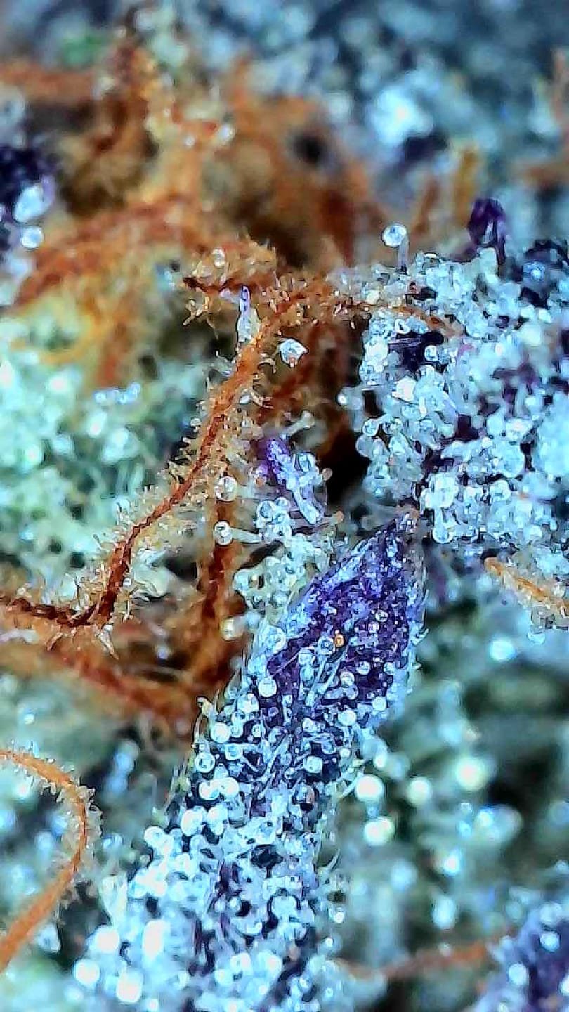 Customer photo review of The Hall of Fame Seed Bundle - 4 Strains - 48 Feminized Seeds