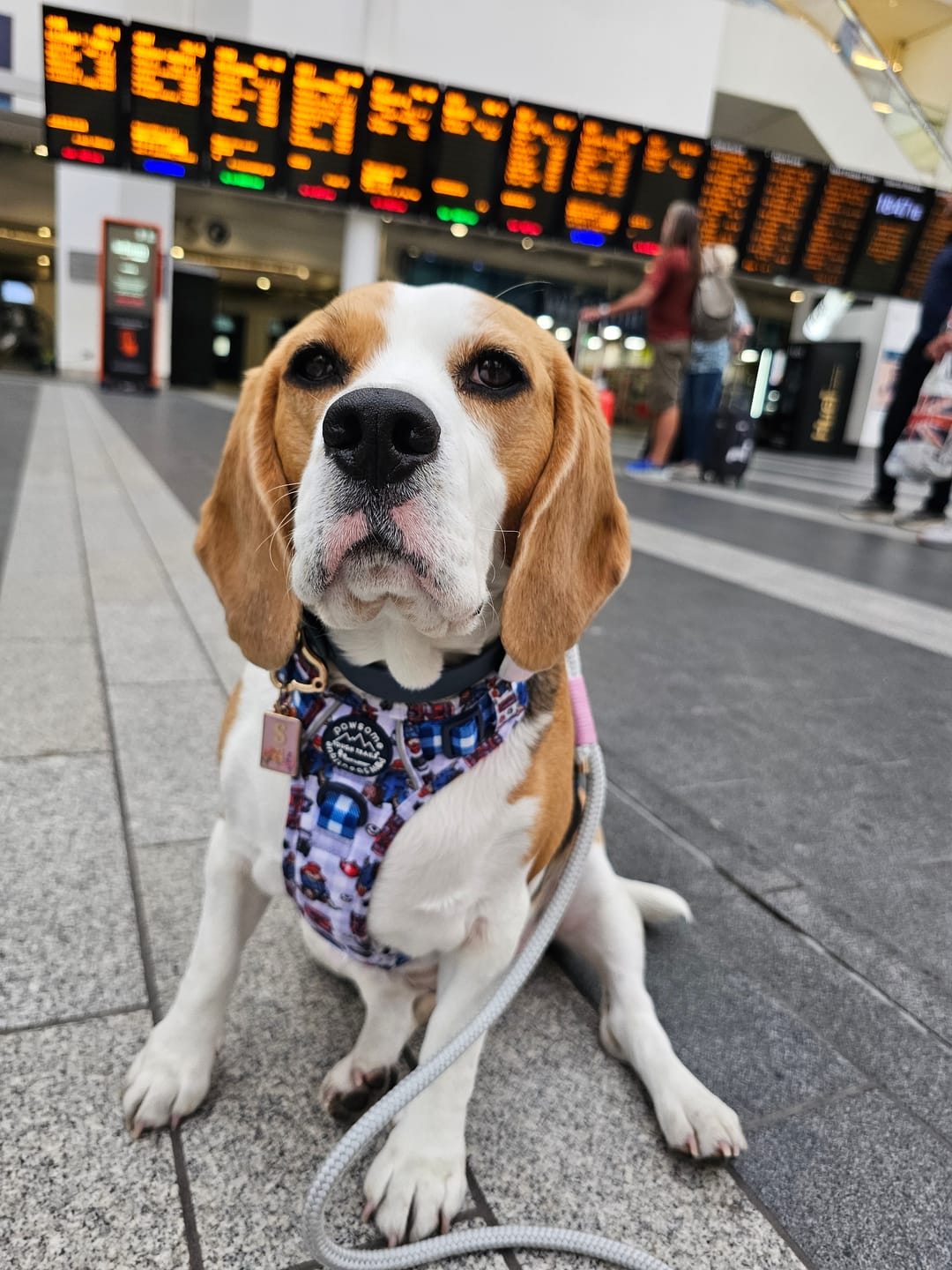Customer photo review of Paddington™ Tough Trails™ Harness - London