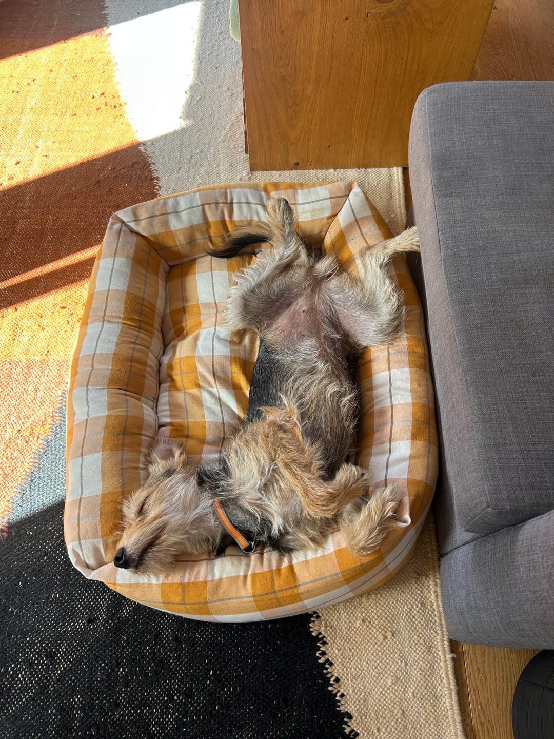 Customer photo review of Borsa Trasportino Cane Liberty Rosa Peonia | Made in Italy — Leo e Luna