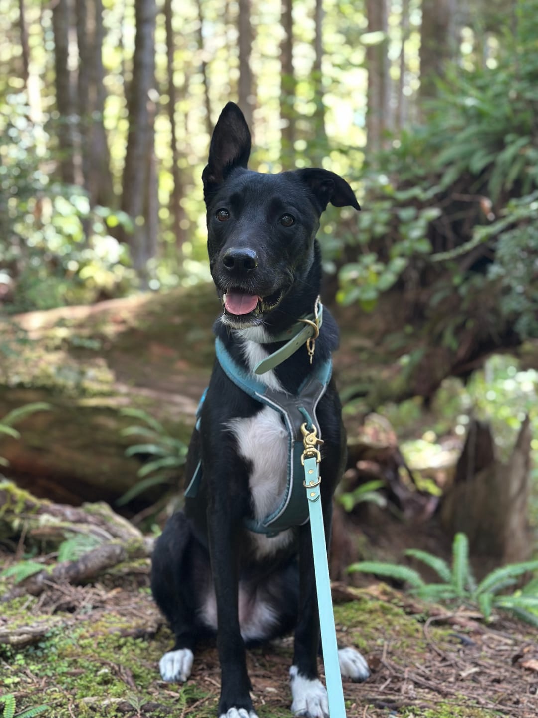 Customer photo review of Biothane Traffic Handle Dog Leash