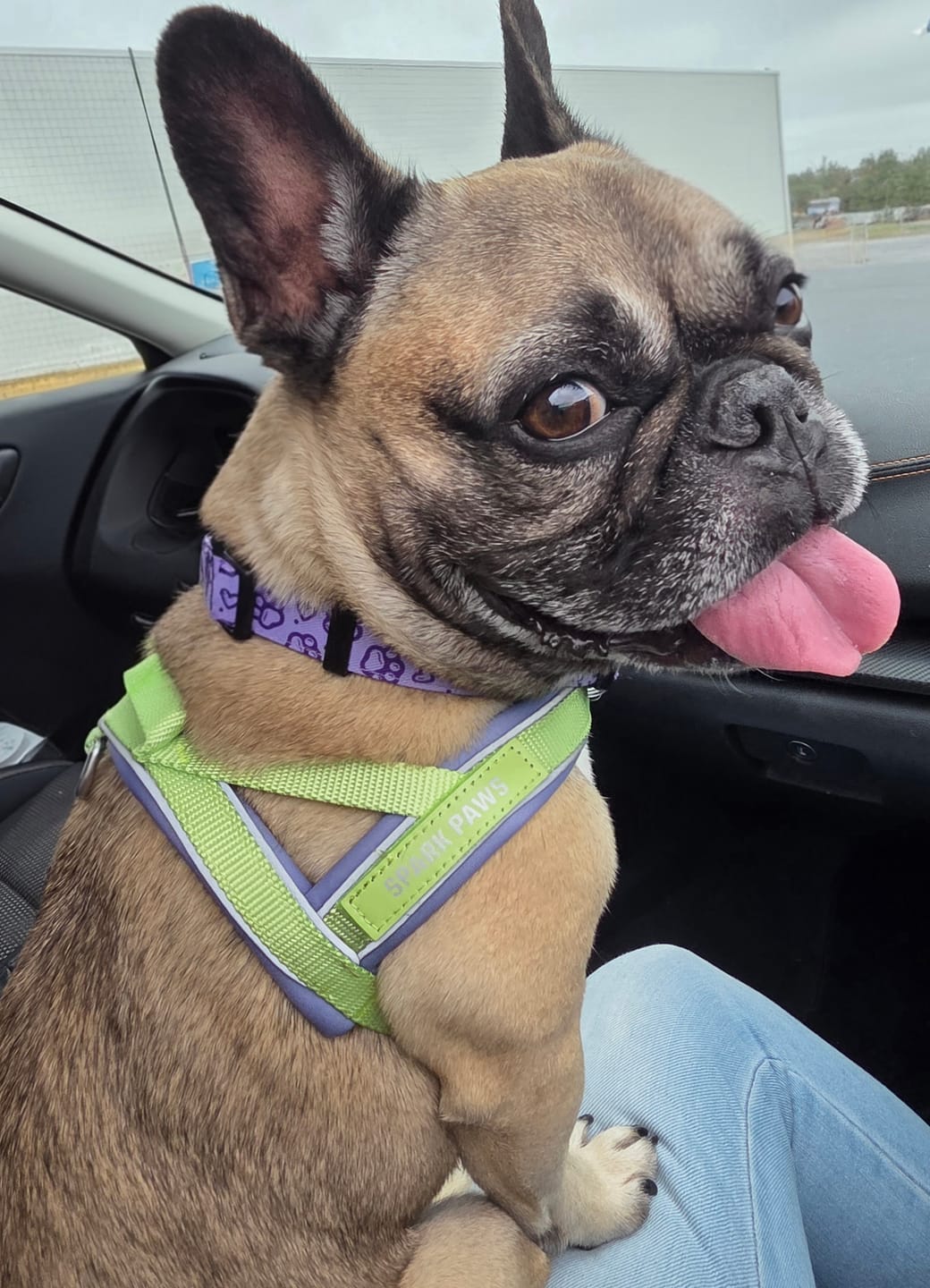 Customer photo review of Grab & Go Harness