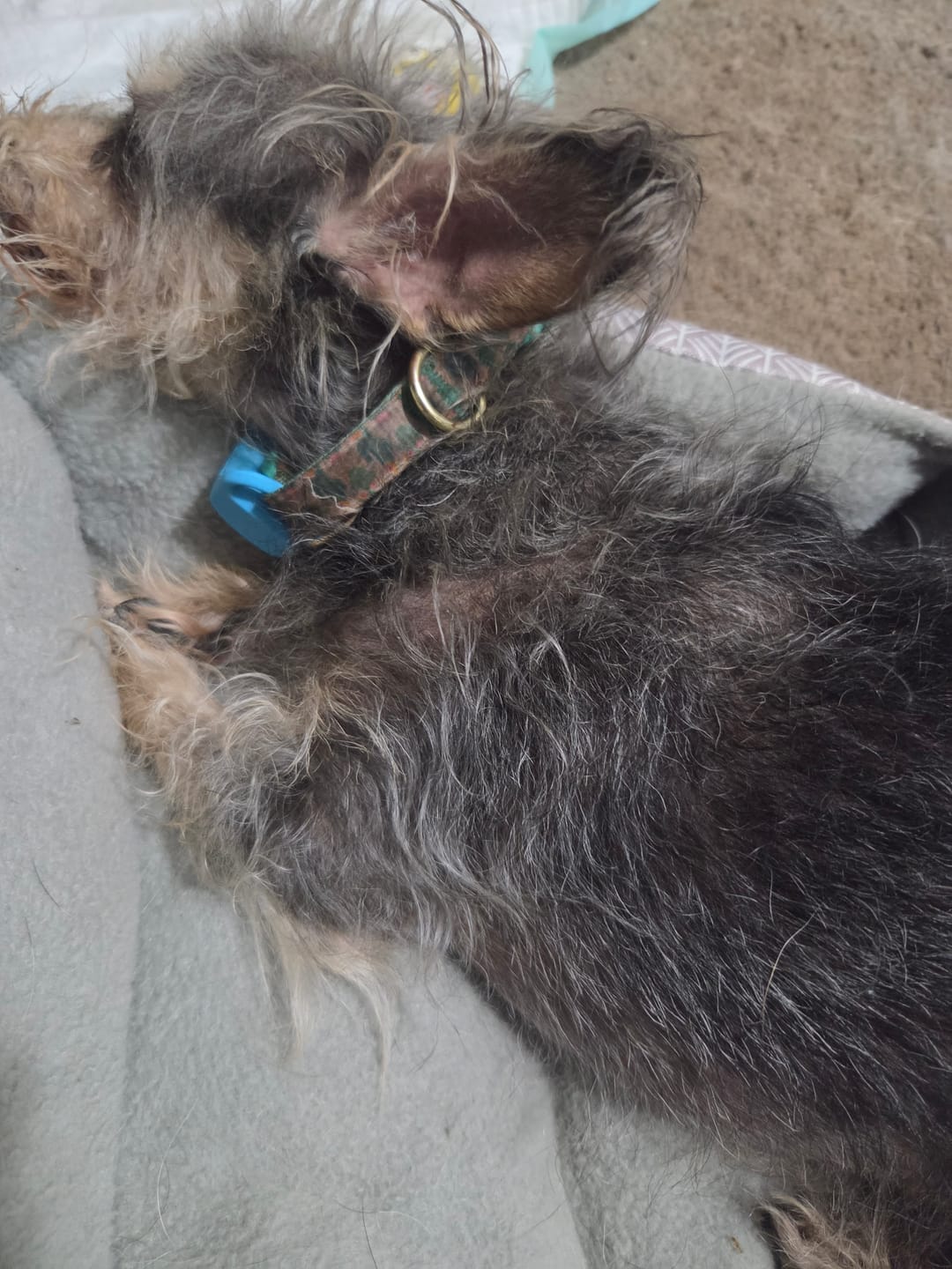 Customer photo review of FurLife™ 12 Months Flea and Tick Free