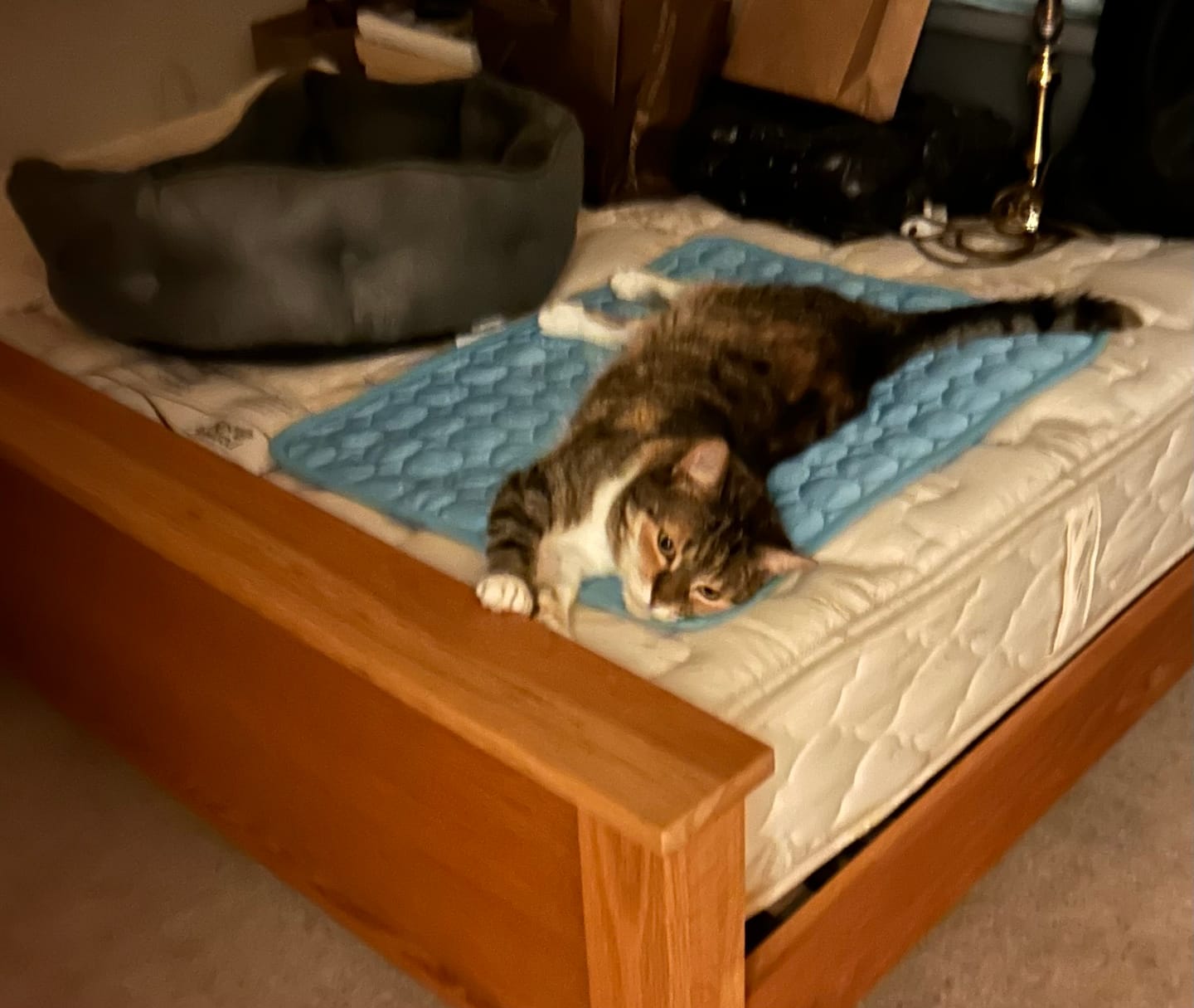 Customer photo review of The Ultimate Cooling Pet Mat
