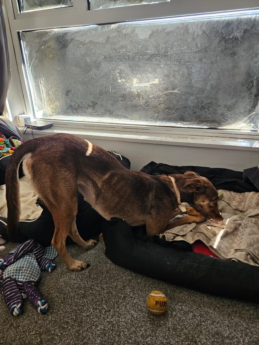 Customer photo review of Buffalo Trachea (1kg)