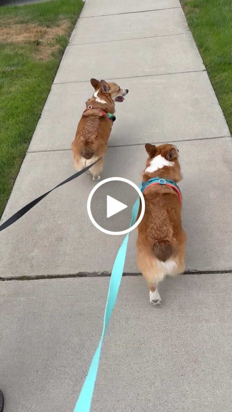 Customer video review of Grab & Go Harness - Primary