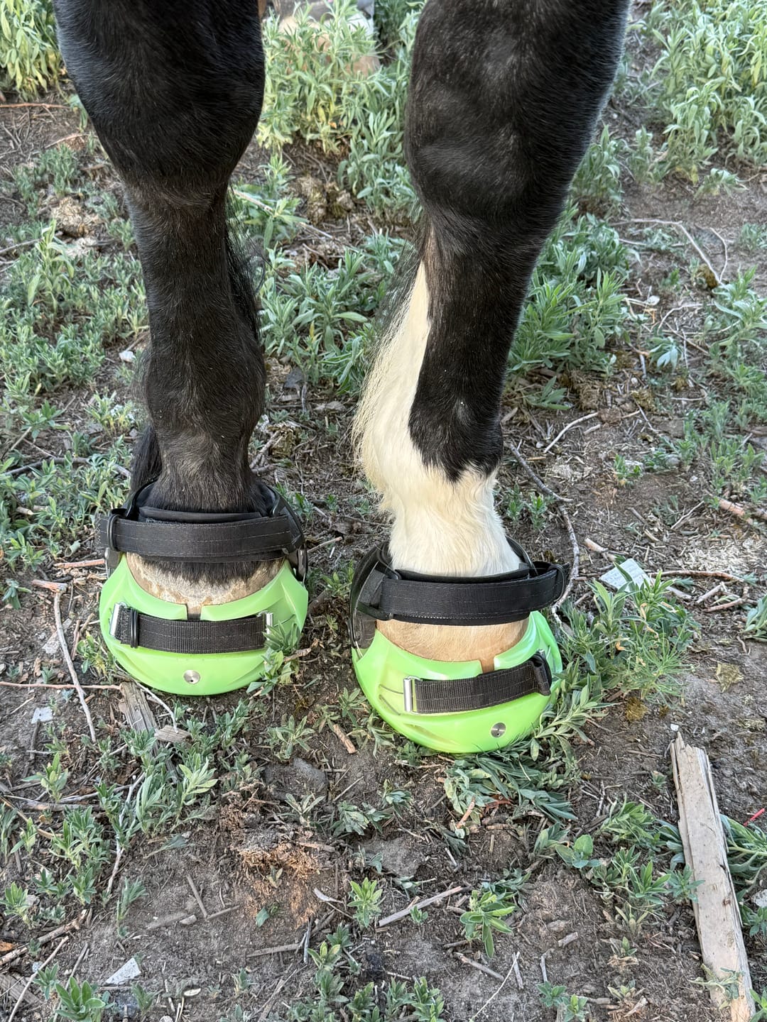 Customer photo review of Mystery Boot - Viper Hoof Boot ULTRA-BLEM Seconds