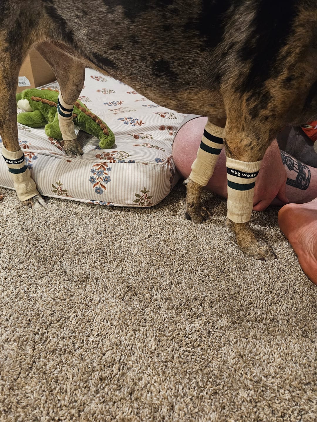 Customer photo review of WagWarmers