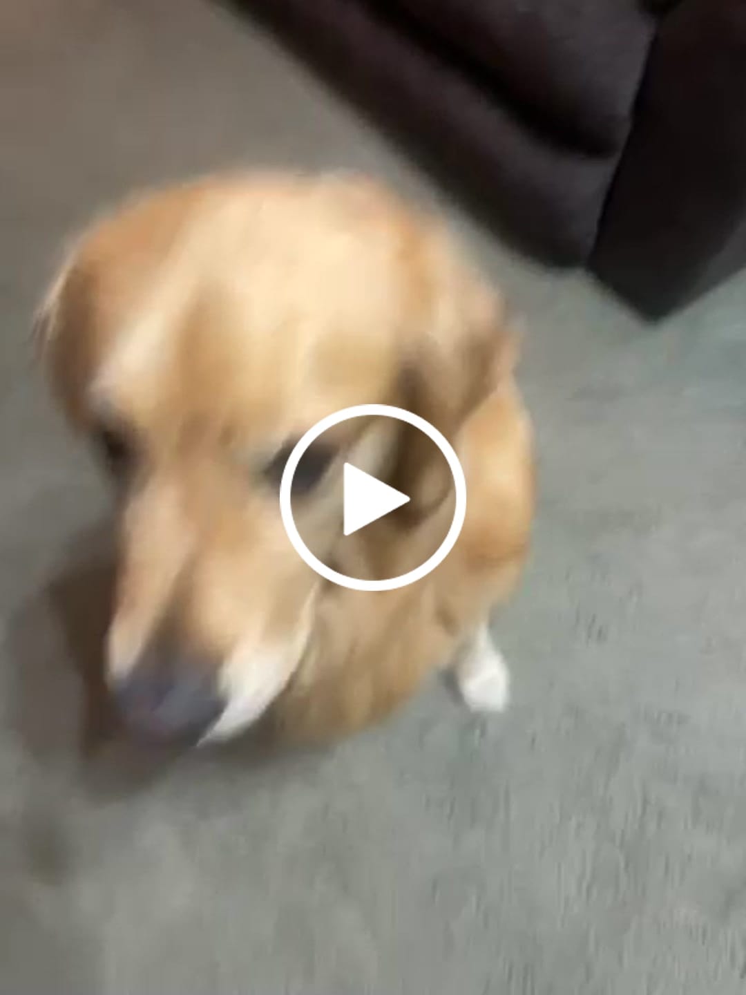 Customer video review of 1-TDC ORAL HEALTH + MOBILITY SUPPORT FOR DOGS & CATS 2 Bottles (240 soft gels)