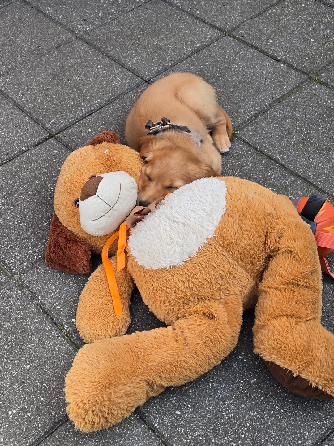 Customer photo review of Staey - Saga Step-in Hundesele, Mocca