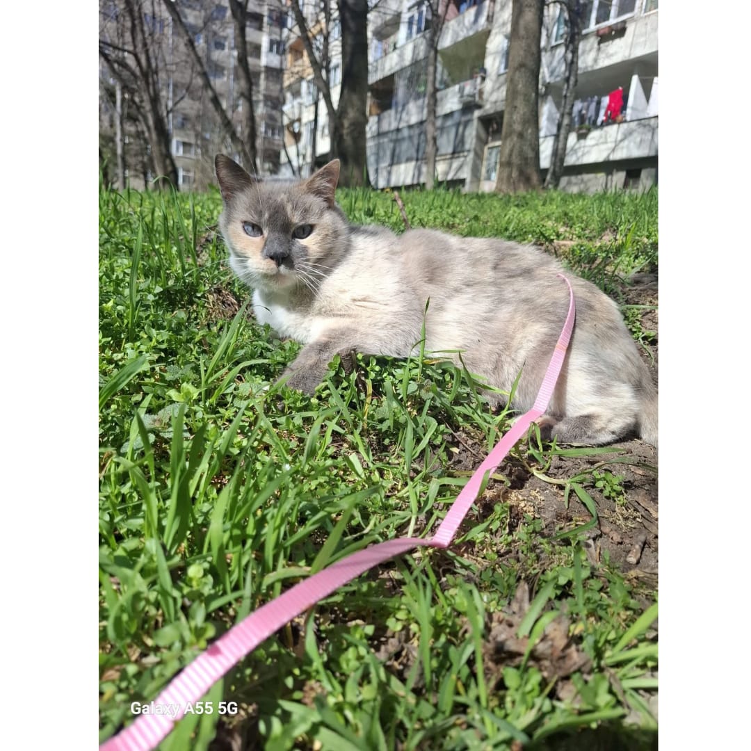 Customer photo review of Aprende a salir con tu gato sin estrés y con seguridad