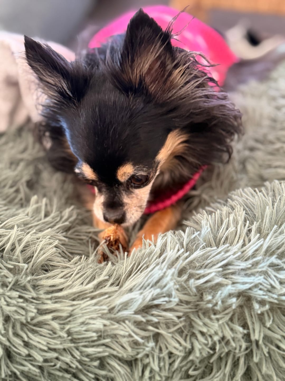 Customer photo review of Duck Jerky
