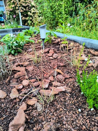 Customer photo review of Vedergras - Stipa Gigantea (Reuzenvedergras)
