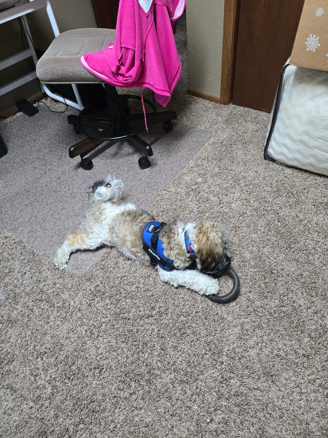 Customer photo review of Dogshood ™ Easy On
