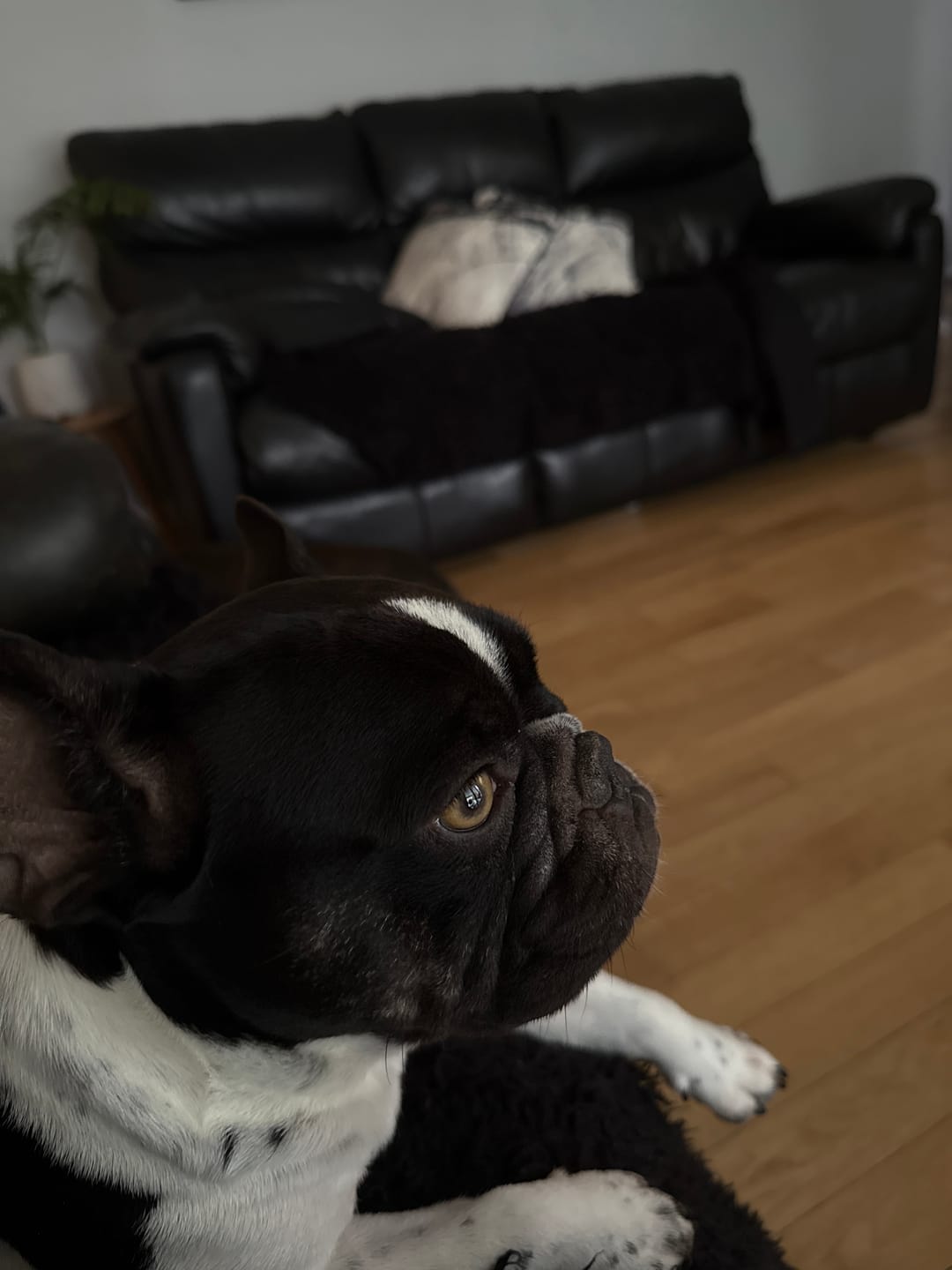 Customer photo review of Marine Vitality Mussel Powder For Dogs - 150g