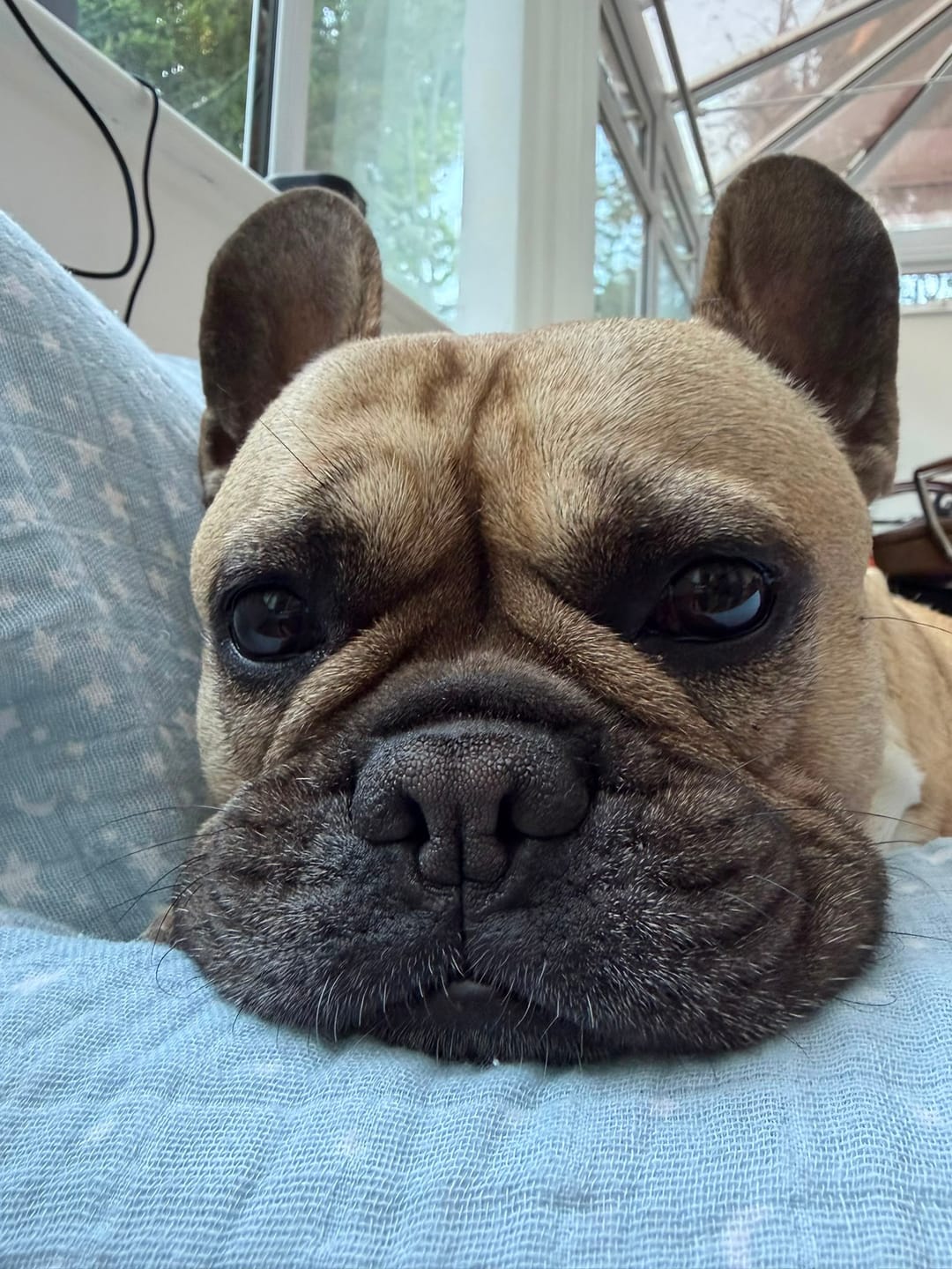Customer photo review of Probiotic Ear Care Spray for Pets - 100ml