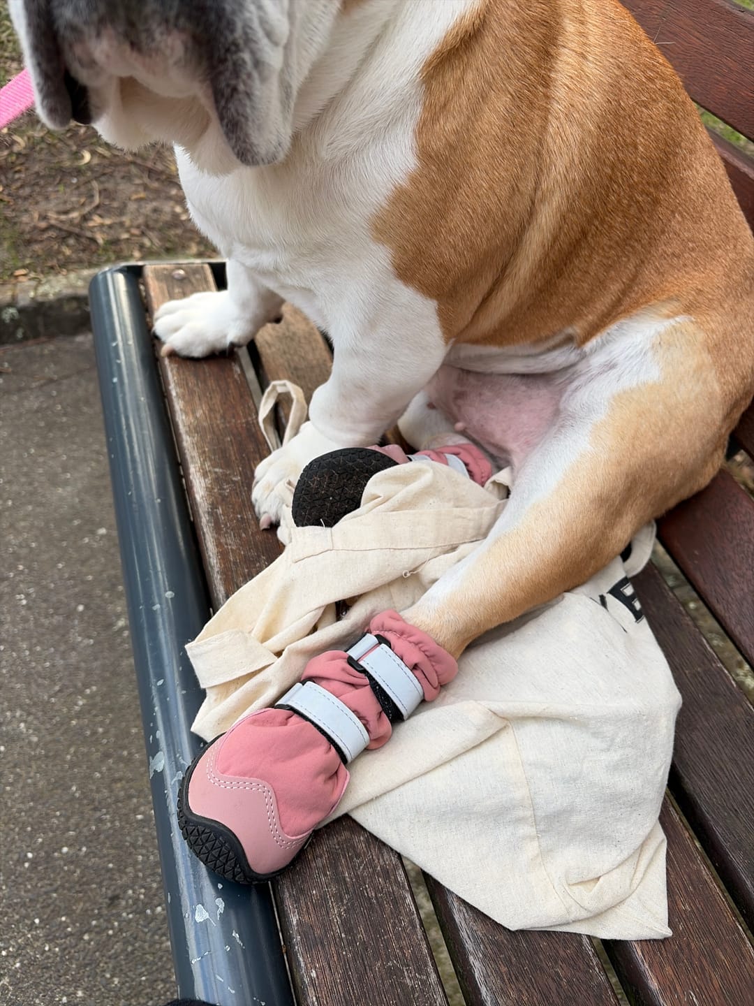 Customer photo review of Dog Rainboots, Waterproof Dog Shoes - Pink