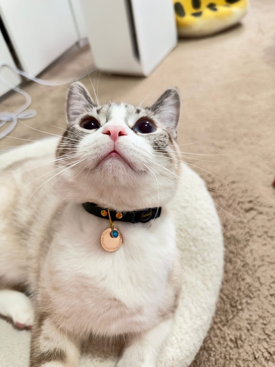 Customer photo review of Breakaway Cat Collar