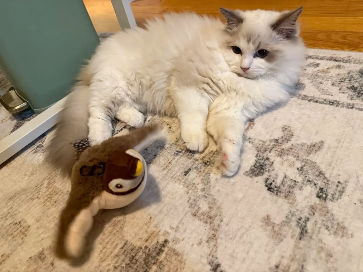 Customer photo review of Realistic Chirping Bird Cat Toy with Flapping Wings