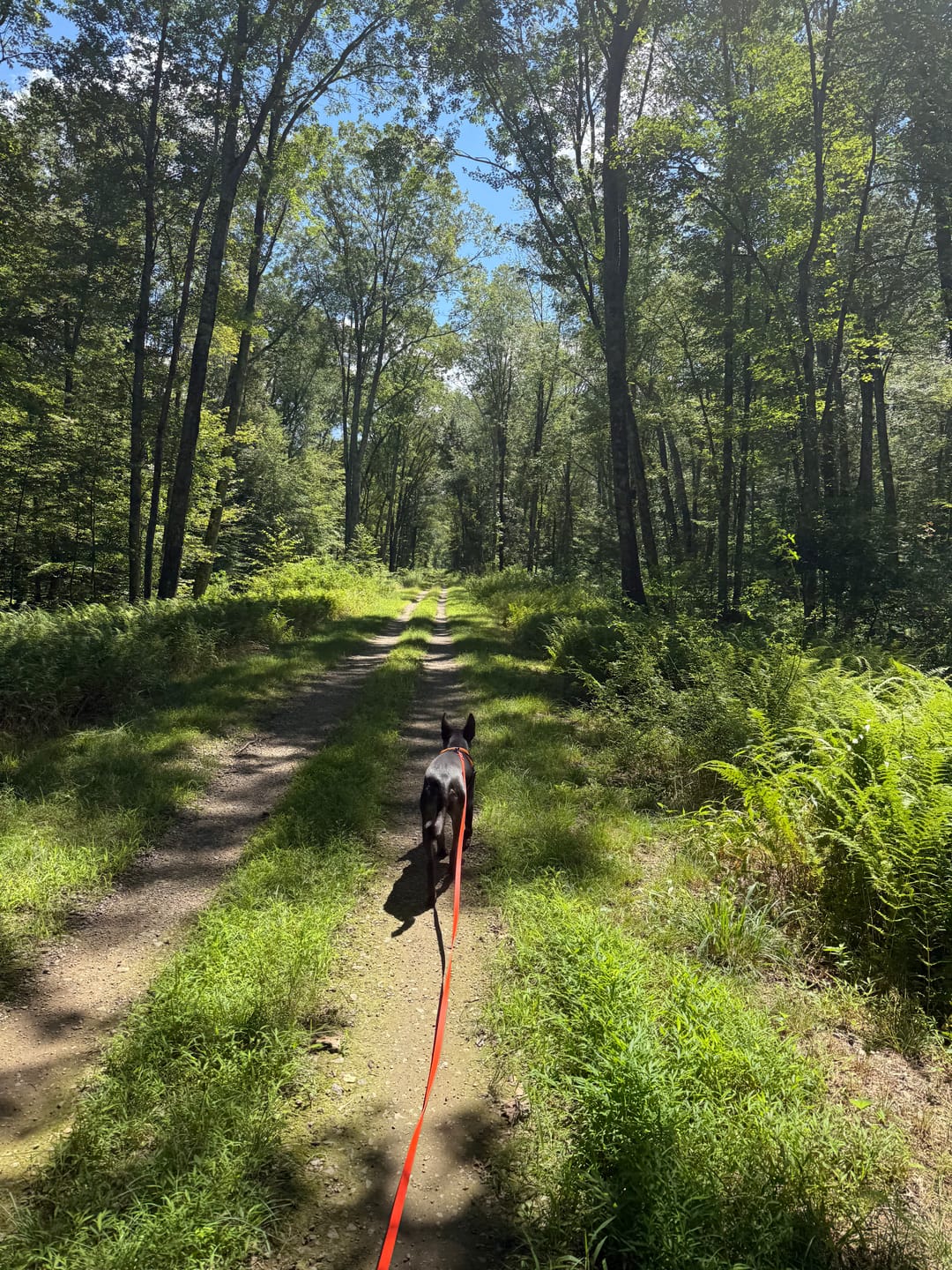 Customer photo review of Waterpoof Long Line / Training Lead | Built with BioThane®