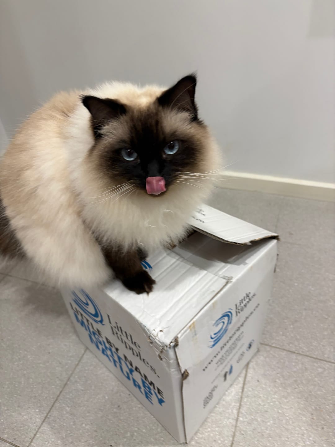 Customer photo review of Sampler - 4 Pack