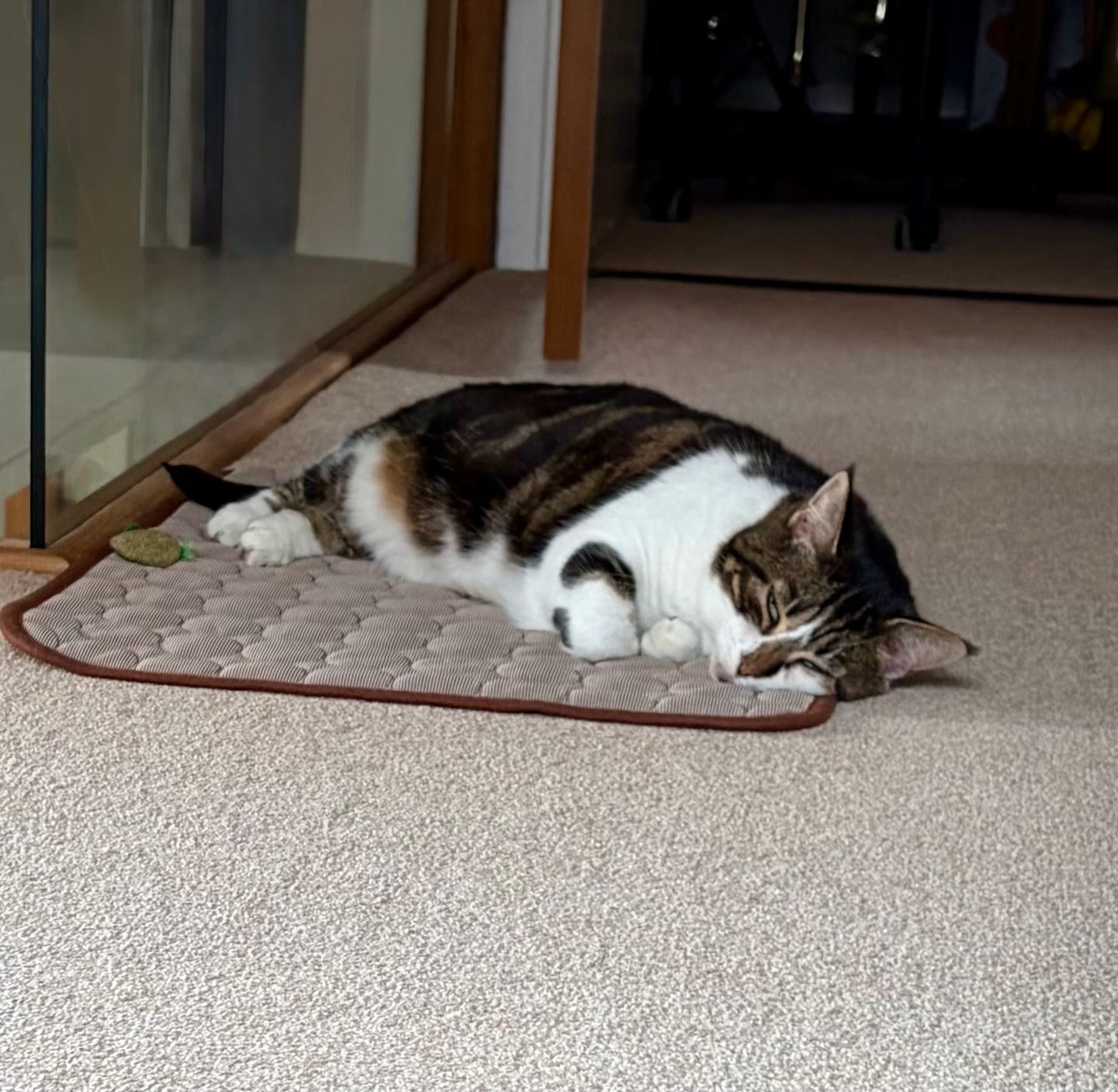 Customer photo review of The Ultimate Cooling Pet Mat