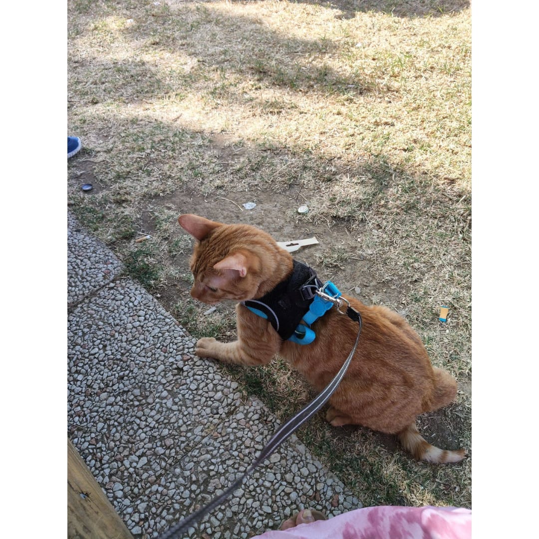 Customer photo review of Aprende a salir con tu gato sin estrés y con seguridad