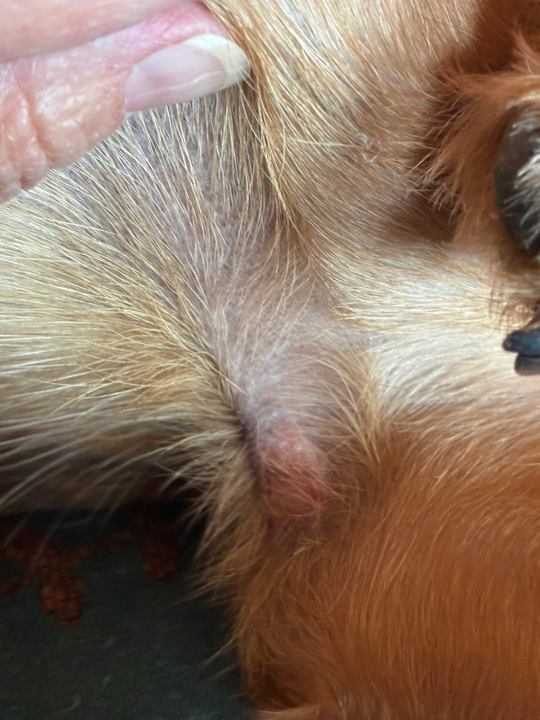 Customer photo review of Dogshood ™ Easy On
