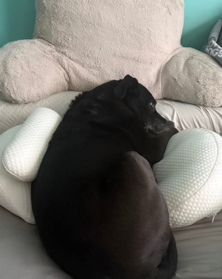 Customer photo review of Cojín de Embarazo BORNEX™