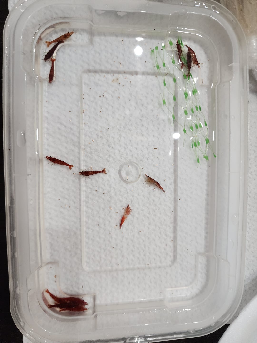 Customer photo review of Fire Red Cherry Shrimp