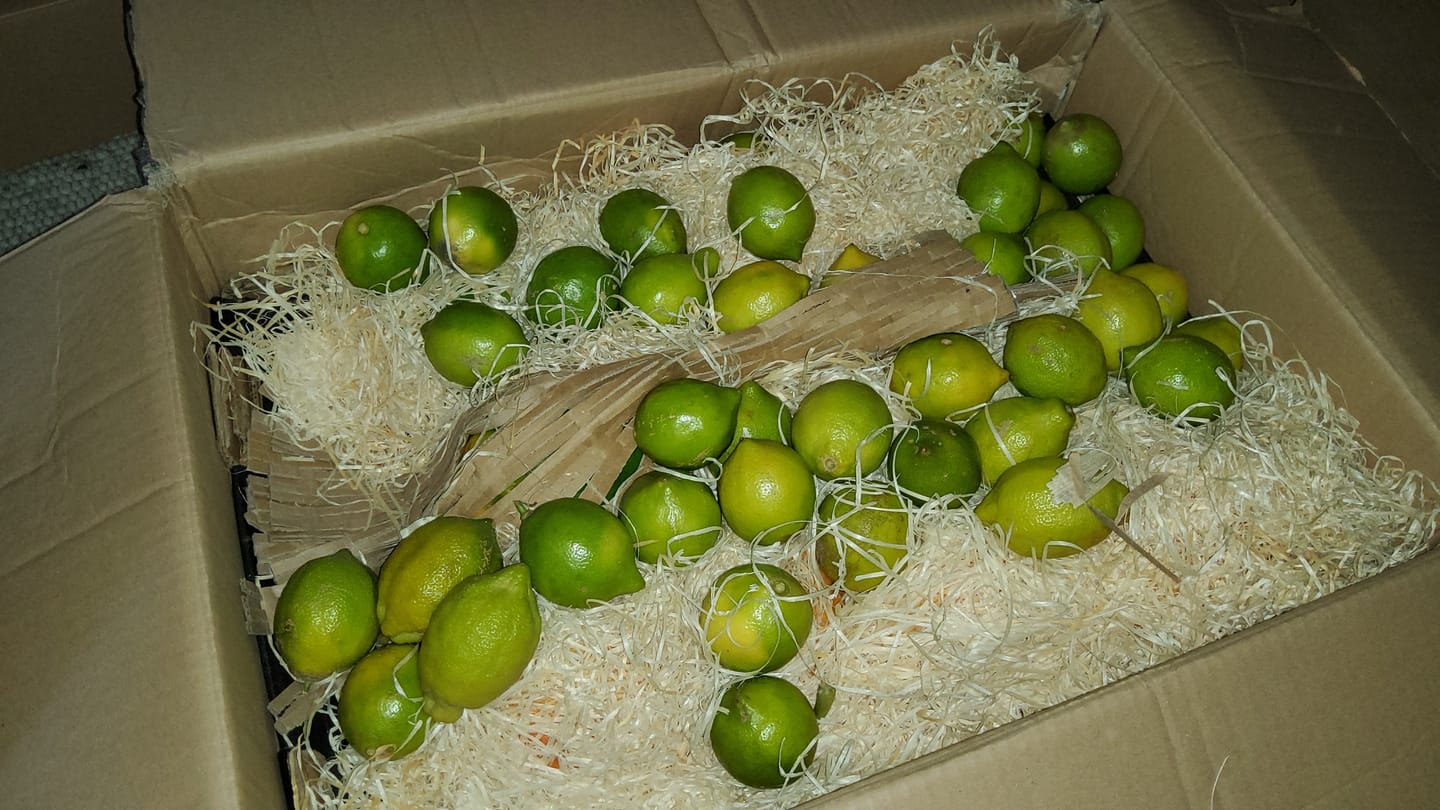 Customer photo review of Sommer-Zitronen (grün) Bio aus Sizilien 4kg Box Sparpreis %