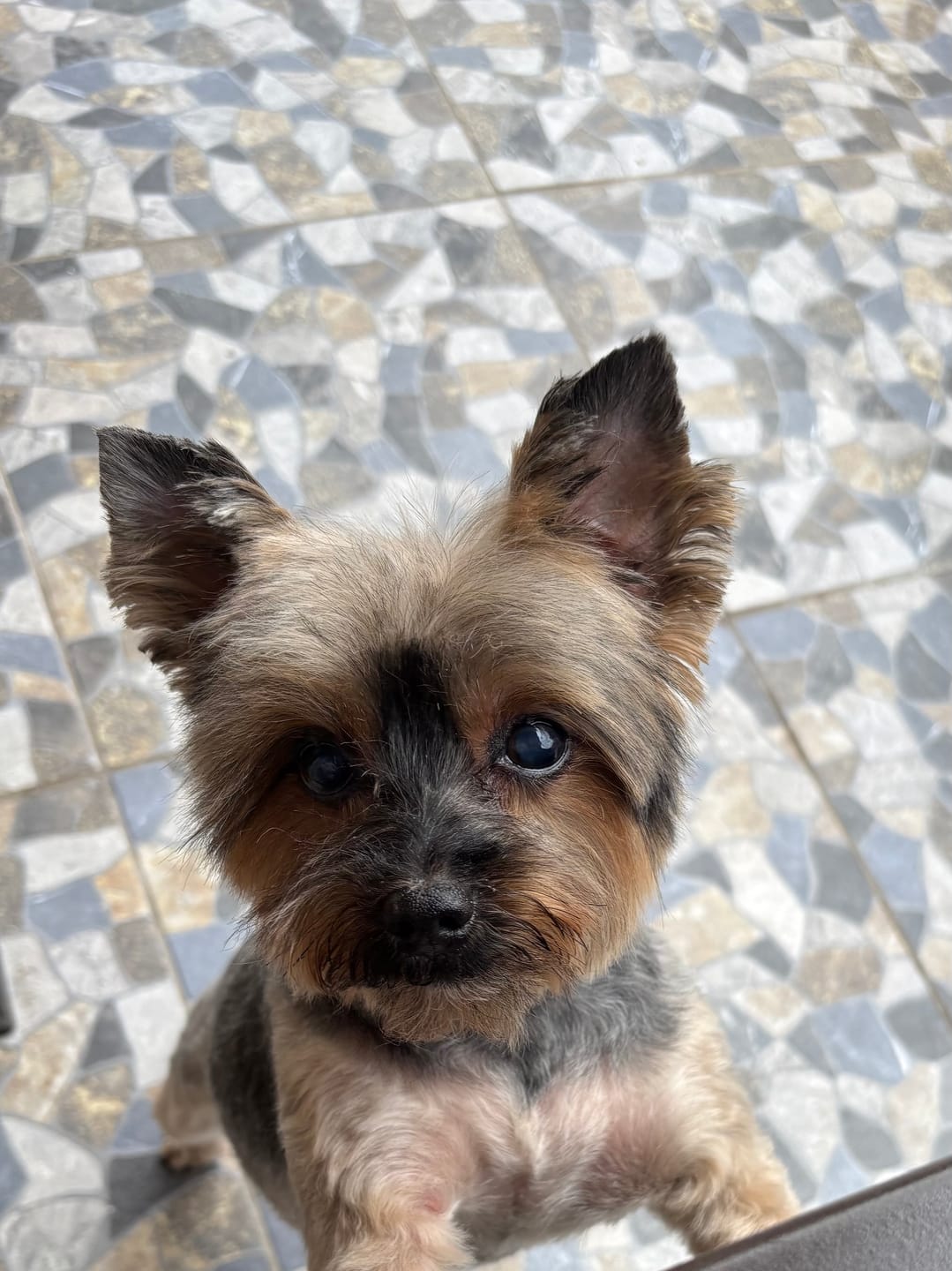 Customer photo review of Vaso Medidor PetFamily