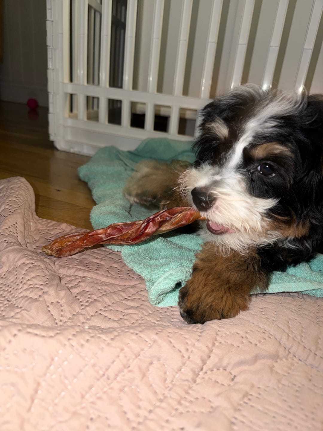 Customer photo review of 6 Inch Jumbo Braided Bully Stick