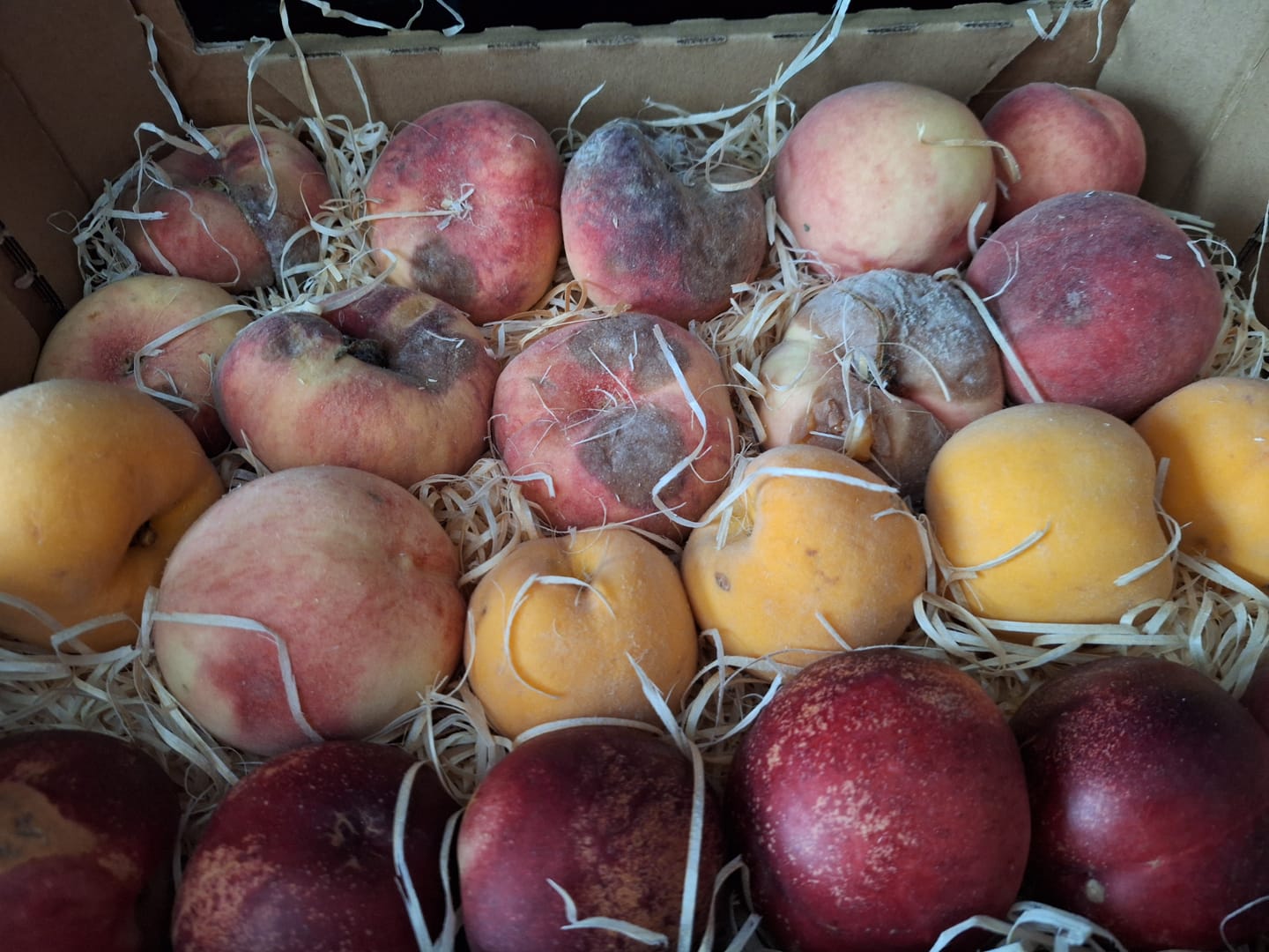Customer photo review of Pfirsich-Mix Bio von Nicolas 3kg Box