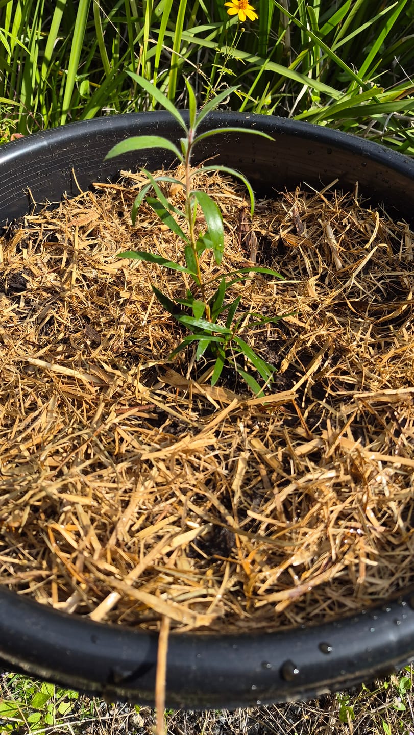 Customer photo review of Callistemon ‘Kings Park Special’ | Red Bottlebrush viminalis