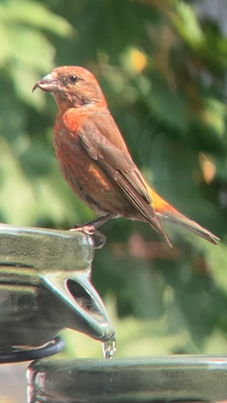 Customer photo review of Hummingbird Haven Cascading Water Solar Fountain
