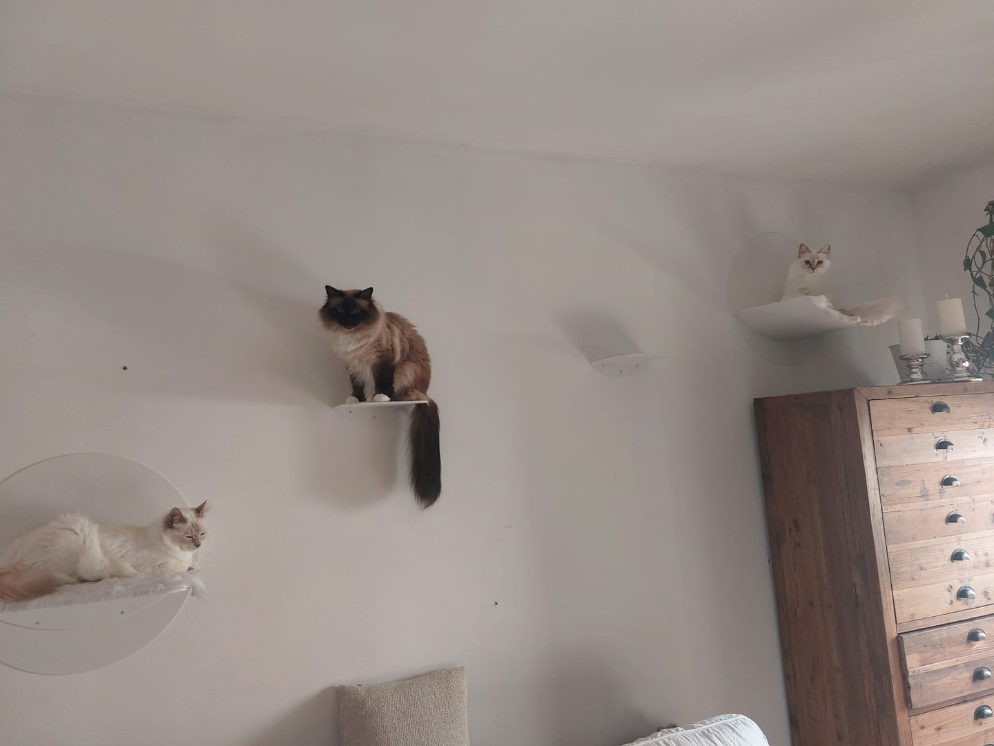 Customer photo review of STYA Katzen Kletterwand | Hängematte WL110