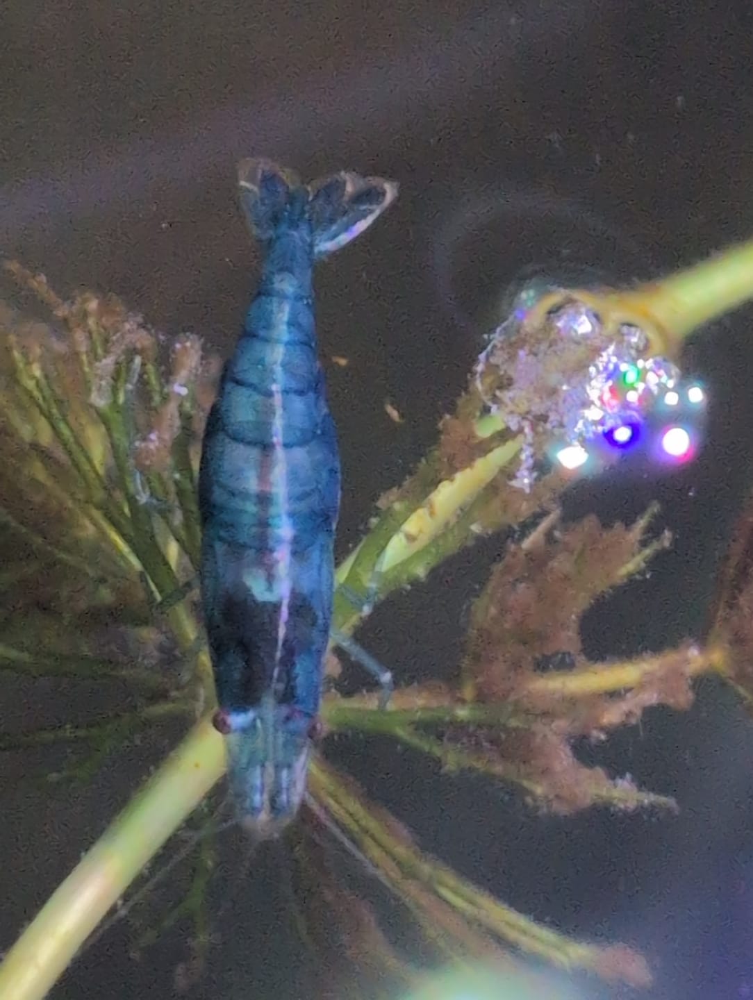 Customer photo review of Blue Velvet Shrimp