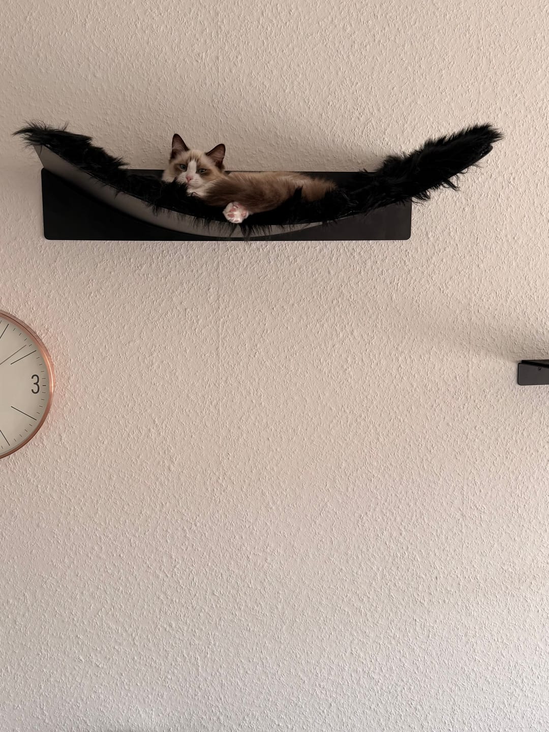Customer photo review of STYA Katzen Kletterwand | Set Minimalist Hängematte XXL | Linie WL300