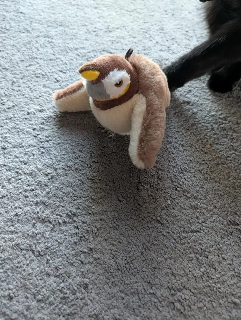 Customer photo review of Realistic Chirping Bird Cat Toy with Flapping Wings