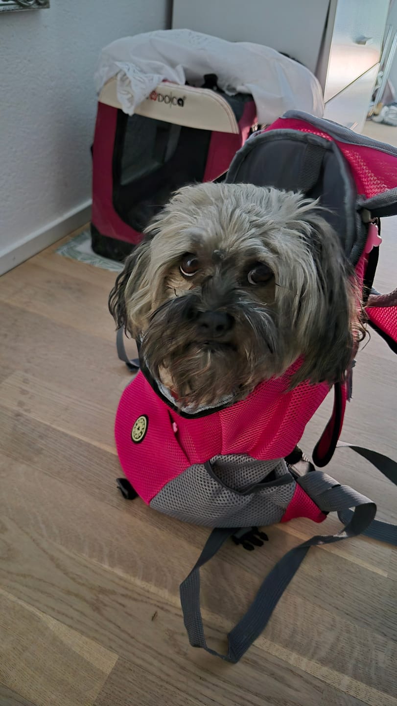 Customer photo review of Hunde-Rucksack bis 15 kg – Transportrucksack für kleine Hunde