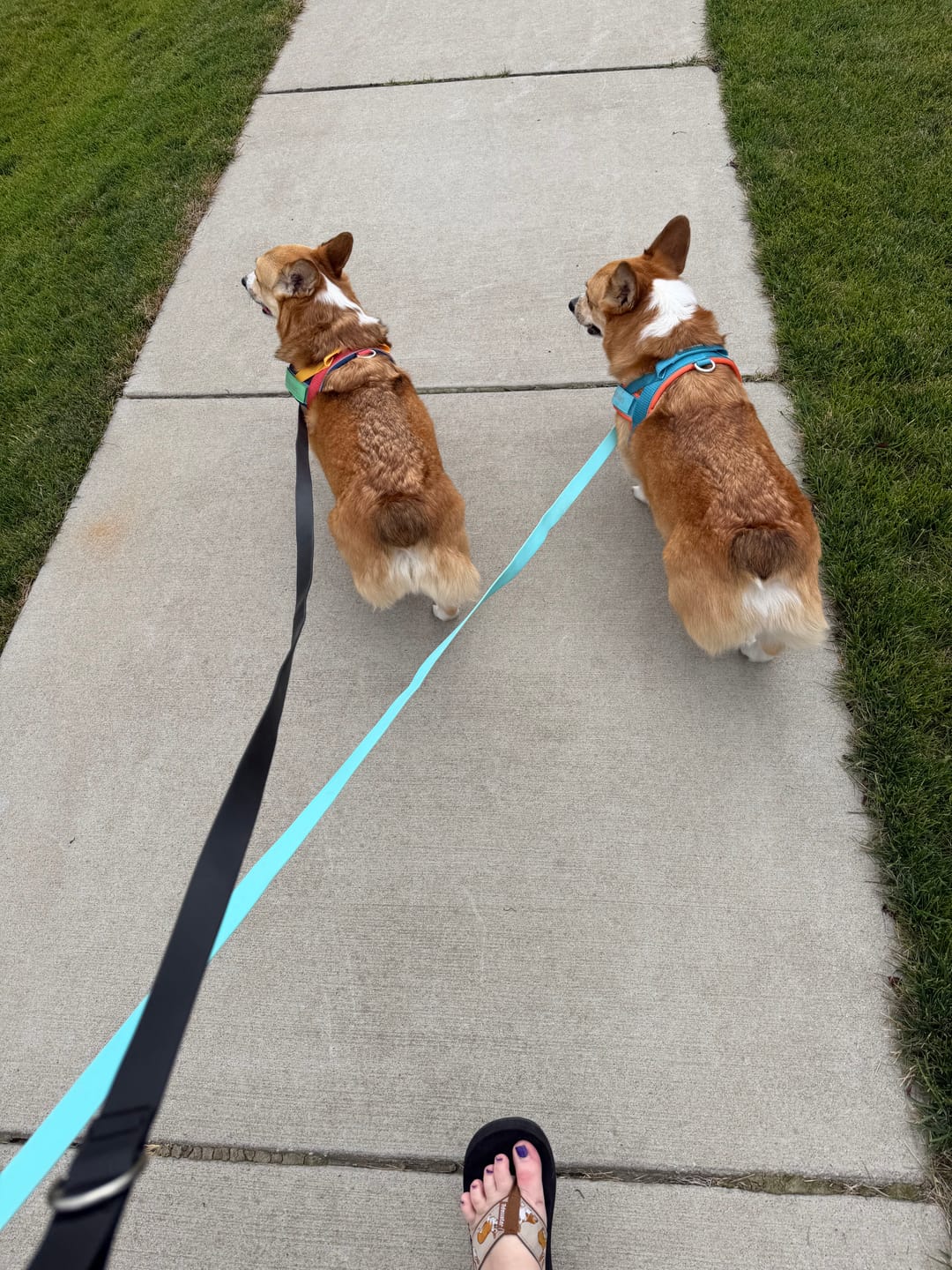 Customer photo review of Grab & Go Harness - Teal & Apricot
