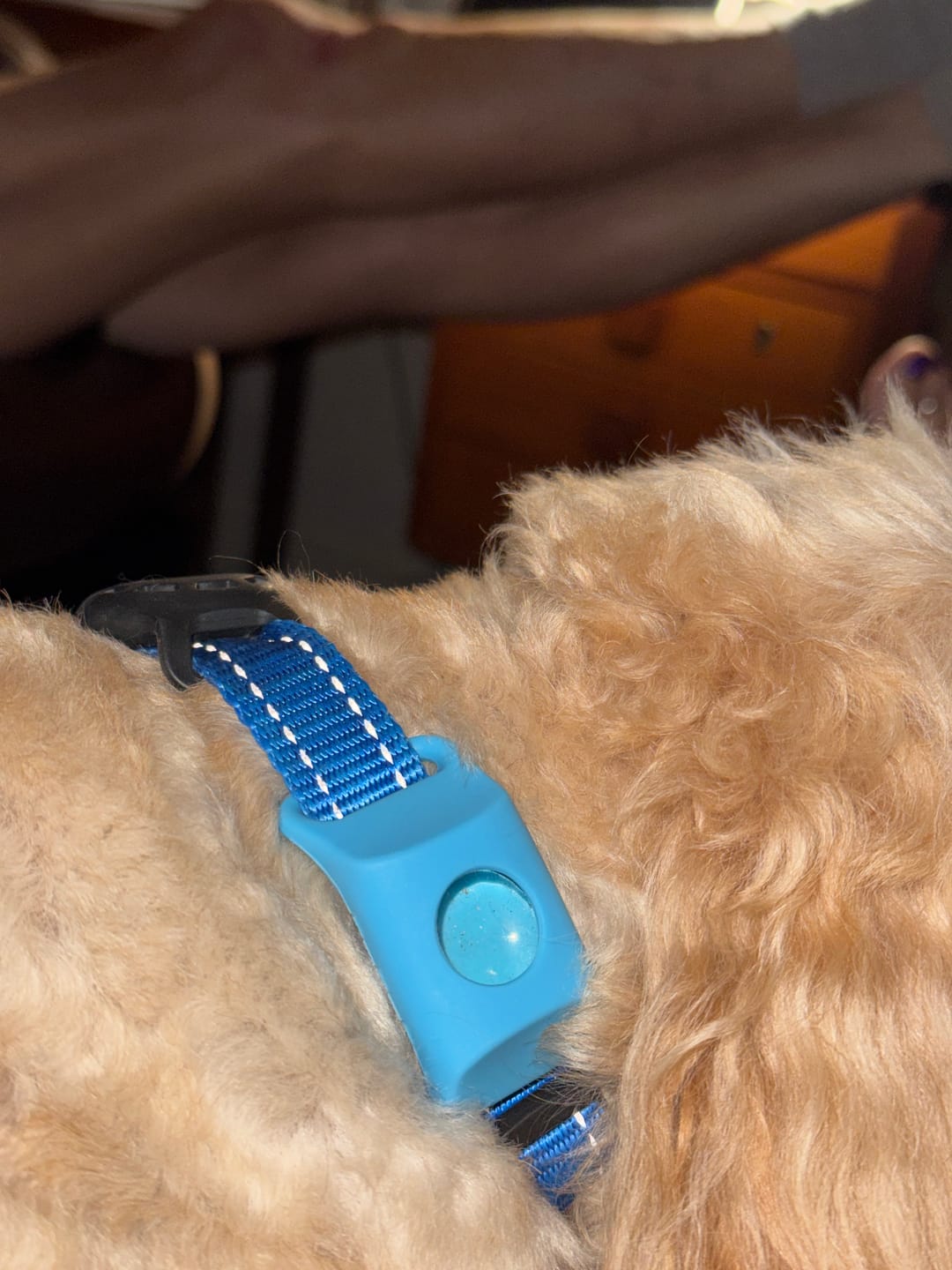 Customer photo review of FurLife™ 12 Months Flea and Tick Free